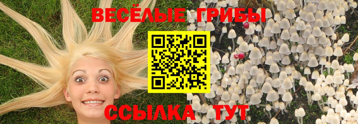 Псилоцибиновые грибы Psilocybine cubensis  Вход с VPN  Ростов Великий  Галлюциногенные грибы прущие грибы 